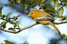 File:BiodiversityIoraBird.jpg