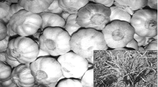 File:Garlic.jpg
