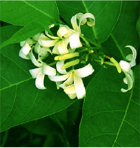 File:MedicinalHerbNeelNishinda.jpg