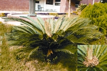 File:BiodiversityGym.jpg