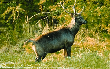 File:DeerSambar.jpg