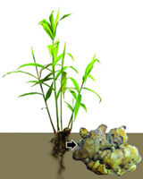 File:Ginger.jpg