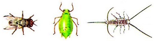 File:Insect4.jpg
