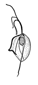 File:ProtozoaC.jpg