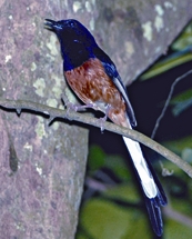 File:ShamaWhite-rumped.jpg