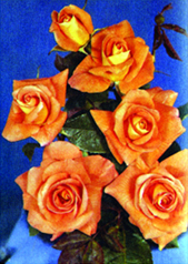 File:Rose 04.jpg