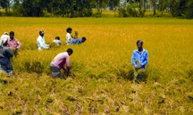 File:AgricultureHervesting.jpg