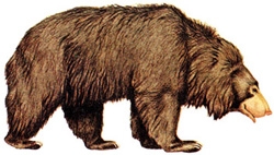 File:MammalSlothBear.jpg