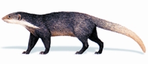 File:BiodiversityMangoose.jpg