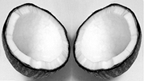 File:Coconut.jpg