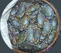 File:BiodiversityCrab.jpg