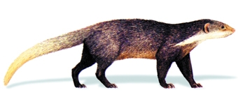 File:MammalMangoose.jpg