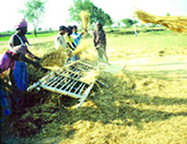 File:RiceThreshing2.jpg