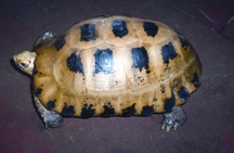 File:TurtleTortoise3.jpg