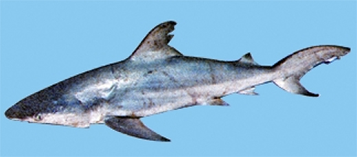 File:FisheriesShark.jpg