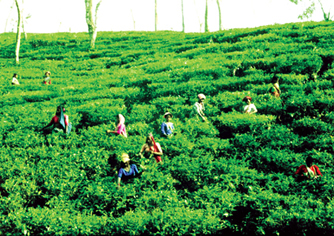 File:TeaGarden.jpg