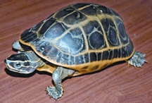 File:TurtleTortoise2.jpg