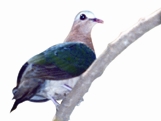 File:Dove.jpg