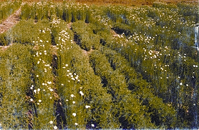 File:FarmingMixed.jpg