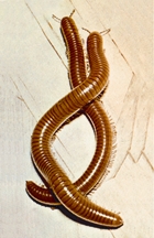 File:Millipedes (animal).jpg