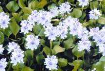 File:WaterHyacinth.jpg