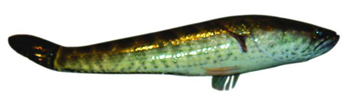 File:SnakeheadTaki.jpg
