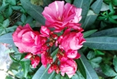 File:GardenFlowerOleandar.jpg