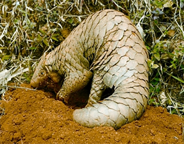 File:ManisCrassicaudata.jpg