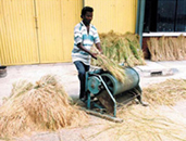 File:RiceThreshing4.jpg