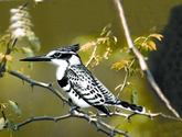File:KingfisherPied.jpg
