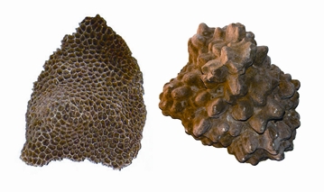 File:RocksAndMinerals4.jpg