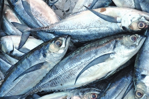File:FisheriesSeaFish.jpg