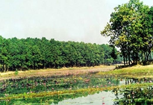 File:SalbanForestGazipur.jpg