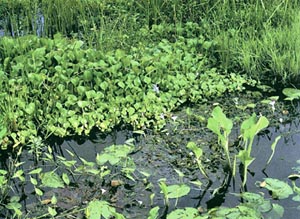 File:Aquaticplant.jpg