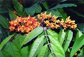 File:GardenFlowerAshok.jpg