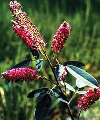 File:Flora3.jpg