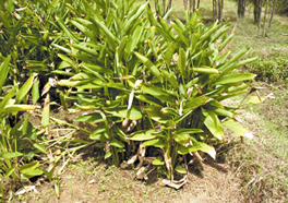 File:Murta.jpg