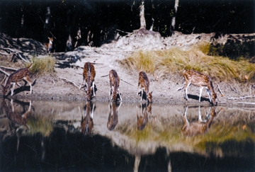File:SundarbanDeer.jpg
