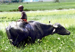 File:Buffalo.jpg