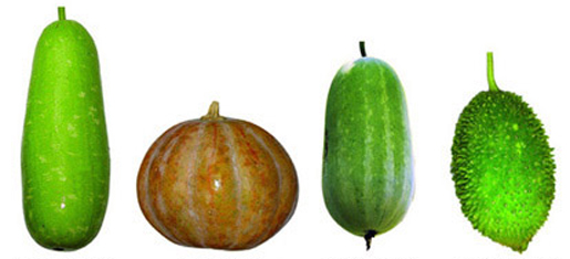 File:Gourd1.jpg