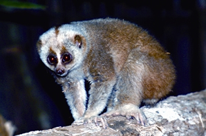 File:NycticebusBengalensis.jpg