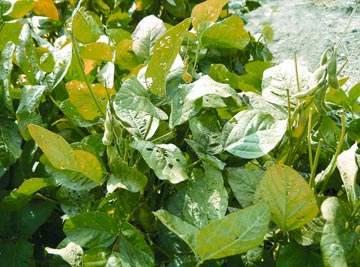 File:Soybean.jpg