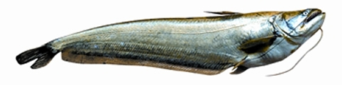 File:FishBoal.jpg
