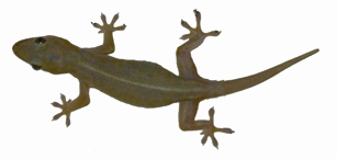 File:Lizard1.jpg
