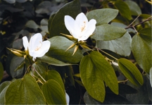 File:Shrub3.jpg