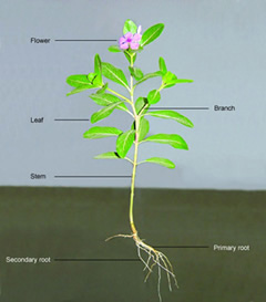 File:DicotPlantE.jpg