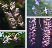 File:Orcid.jpg
