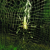 File:Spiderwithnet05.jpg