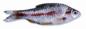File:Barb.jpg