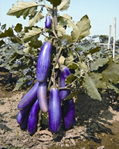 File:BrinjalKajla.jpg